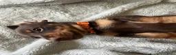Miniature Dachshund dogs for sale: Beautiful kc miniature dachshund puppies - Advert 9