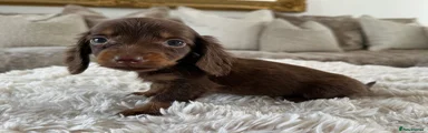 Miniature Dachshund 3