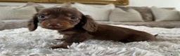 Miniature Dachshund dogs for sale: ✨MINI DACHSHUNDS ✨BOTH PARENTS KC✨ - Advert 9