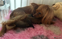 Russian Toy Terrier dogs for sale: Russian Toy puppies from show lines  - Image 1