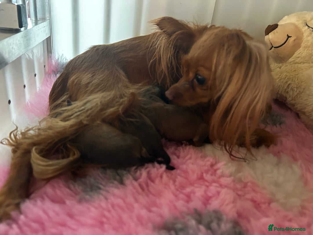 Russian Toy Terrier dogs for sale: Russian Toy puppies from show lines  - Image 1