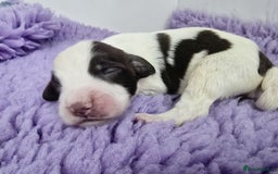 English Springer Spaniel dogs for sale: KC Vet DNA Home Socialised Springer Pups 5 ⭐️ - Image 5