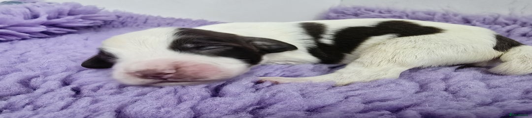 English Springer Spaniel Puppy 1 Dog 