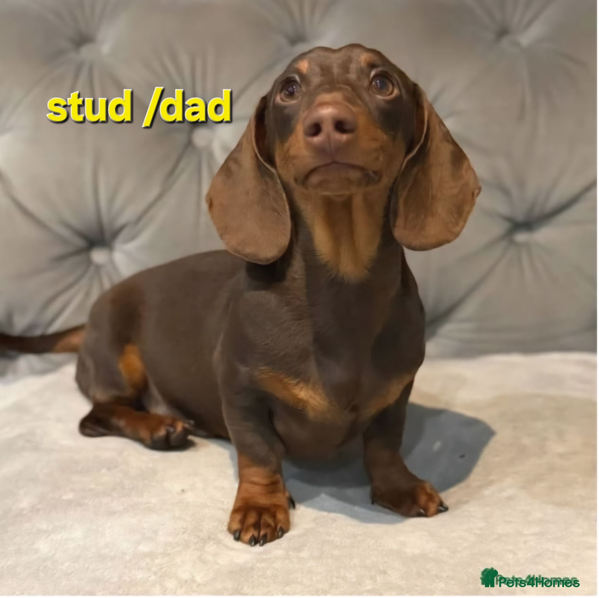 Miniature Dachshund dogs Super small miniature dachshund kc - Advert 2