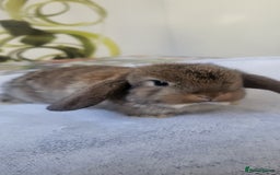 Mini Lop rabbits for sale: Beautiful Mini lop looking good a home - Image 4