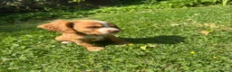 Cocker Spaniel dogs for sale: 4 cocker spaniel girls looking for new homes  in Wisbech - Advert 6