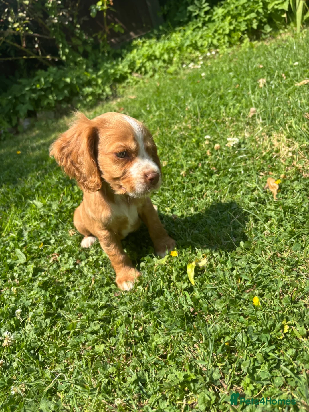 Cocker Spaniel dogs for sale: 4 cocker spaniel girls looking for new homes  in Wisbech - Advert 6