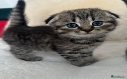 Mixed Breed cats for sale: Scottish fold mixed breed - Image 17