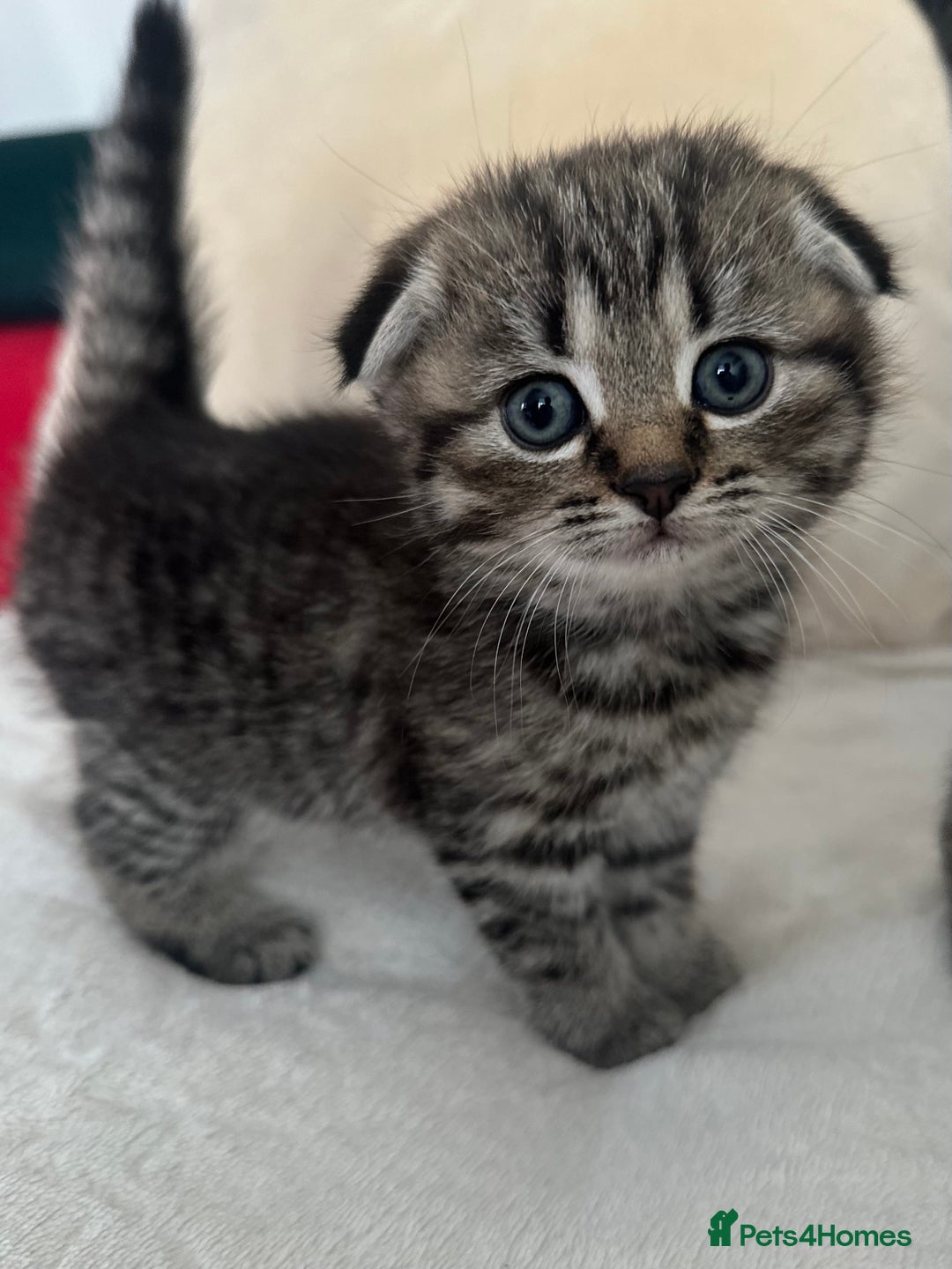 Mixed Breed cats for sale: Scottish fold mixed breed - Image 17