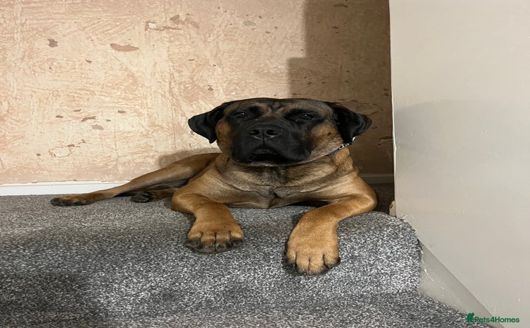 Presa Canario dogs - Advert 1