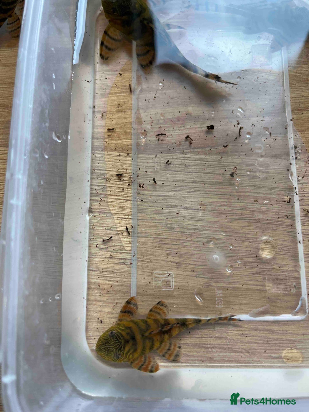 Plecos fish for sale: L397 Alenquer Tiger Plecos - Image 2