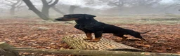 Dobermann dogs for sale: 2 Girls left. Champion lines, Health tested - Advert 27