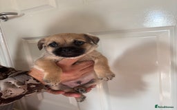 Jug dogs for sale: Jug puppies  - Image 10