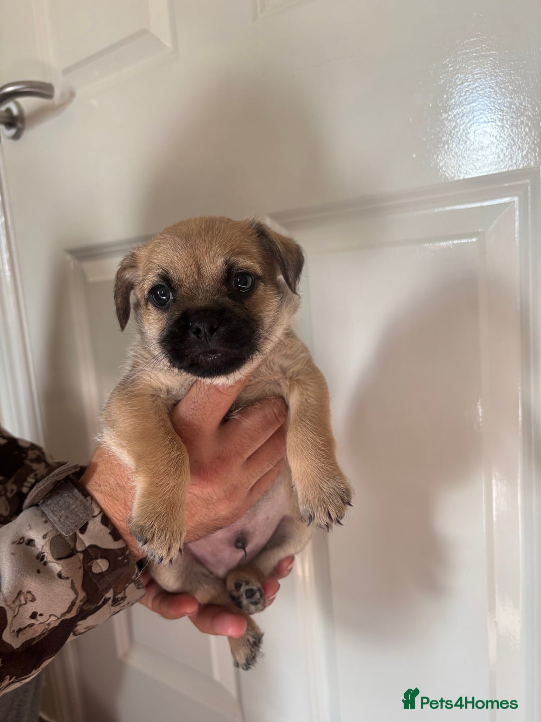 Jug dogs for sale: Jug puppies  - Image 10
