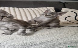 Maine Coon cats for sale: Beautiful GCCF Mainecoon kittens  - Image 16
