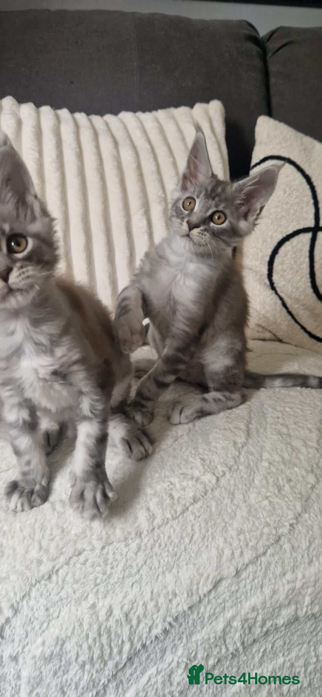 Maine Coon cats for sale: Beautiful GCCF Mainecoon kittens  - Image 16