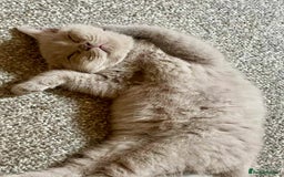 British Shorthair cats for sale: 5 generations pedigree British Shorthair Kittens - Image 7