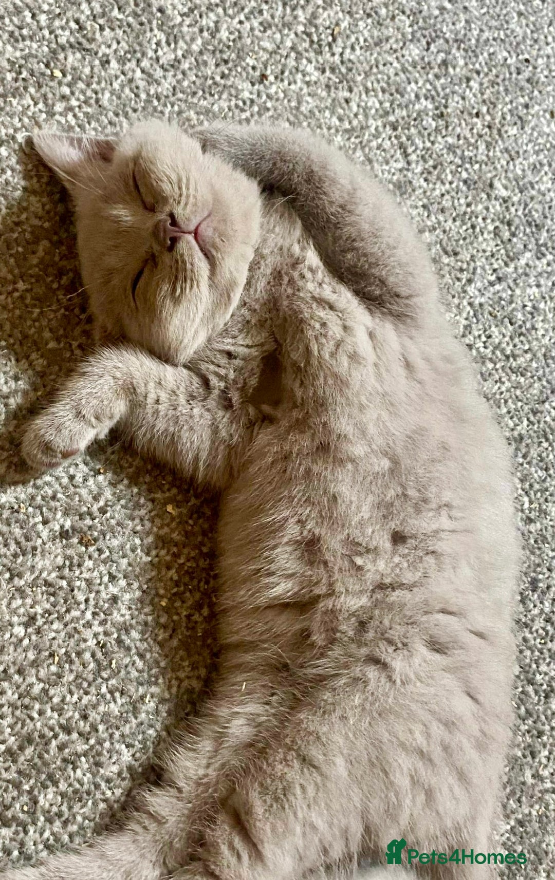 British Shorthair cats for sale: 5 generations pedigree British Shorthair Kittens - Image 7
