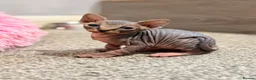 Sphynx cats for sale: Stunning litter of Sphynx kittens (hairless & fur) - Advert 14