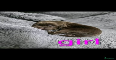 Cocker Spaniel dogs Cocker spaniel puppies - Advert 4