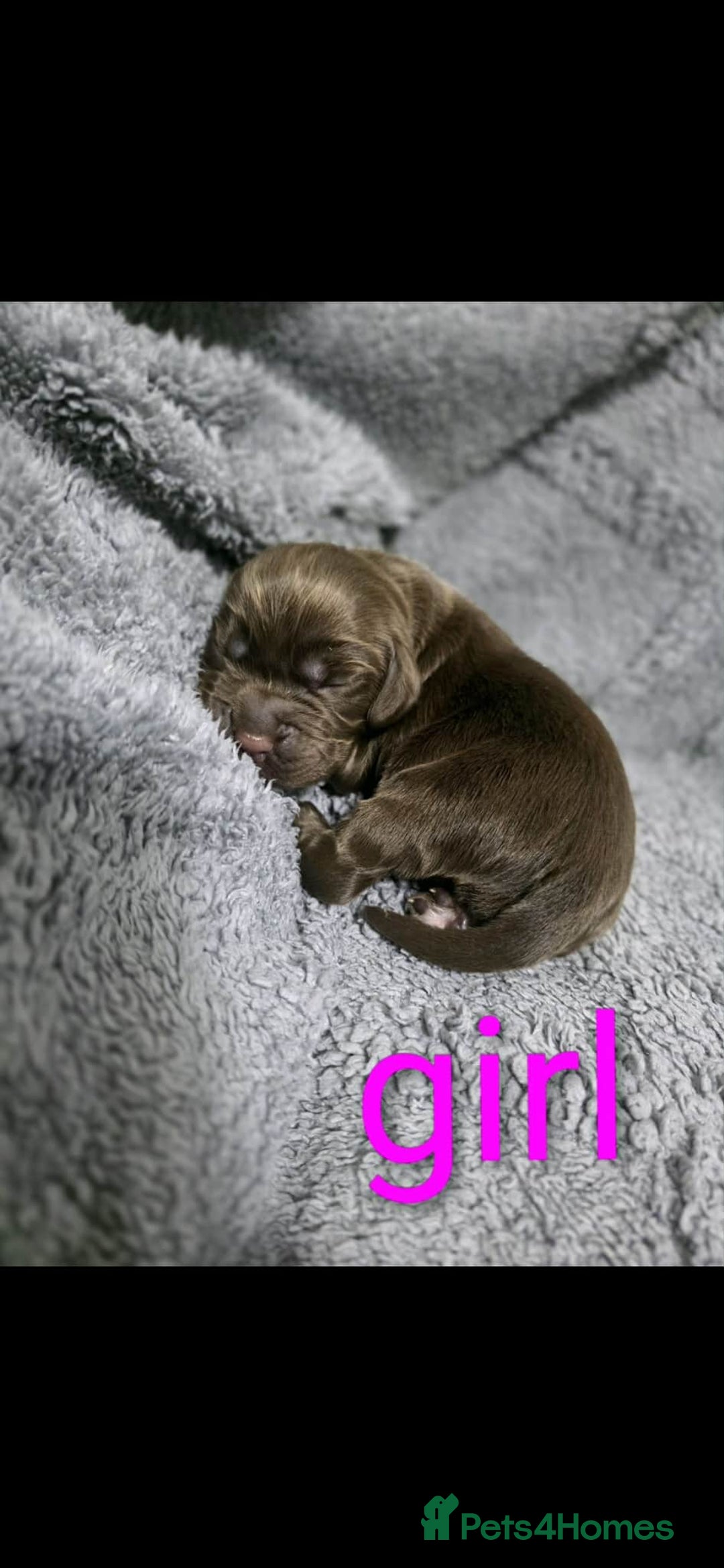 Cocker Spaniel dogs for sale: Cocker spaniel puppies - Advert 2