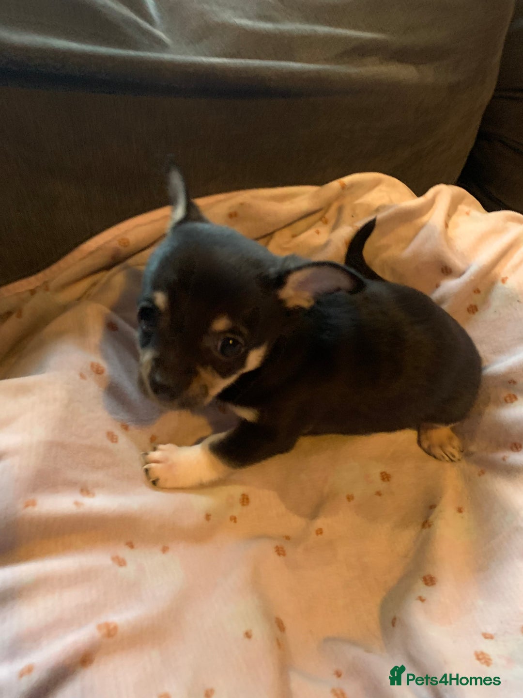 Chihuahua dogs for sale: ❤️ Last little boy ready for his forever home ❤️ - Advert 29