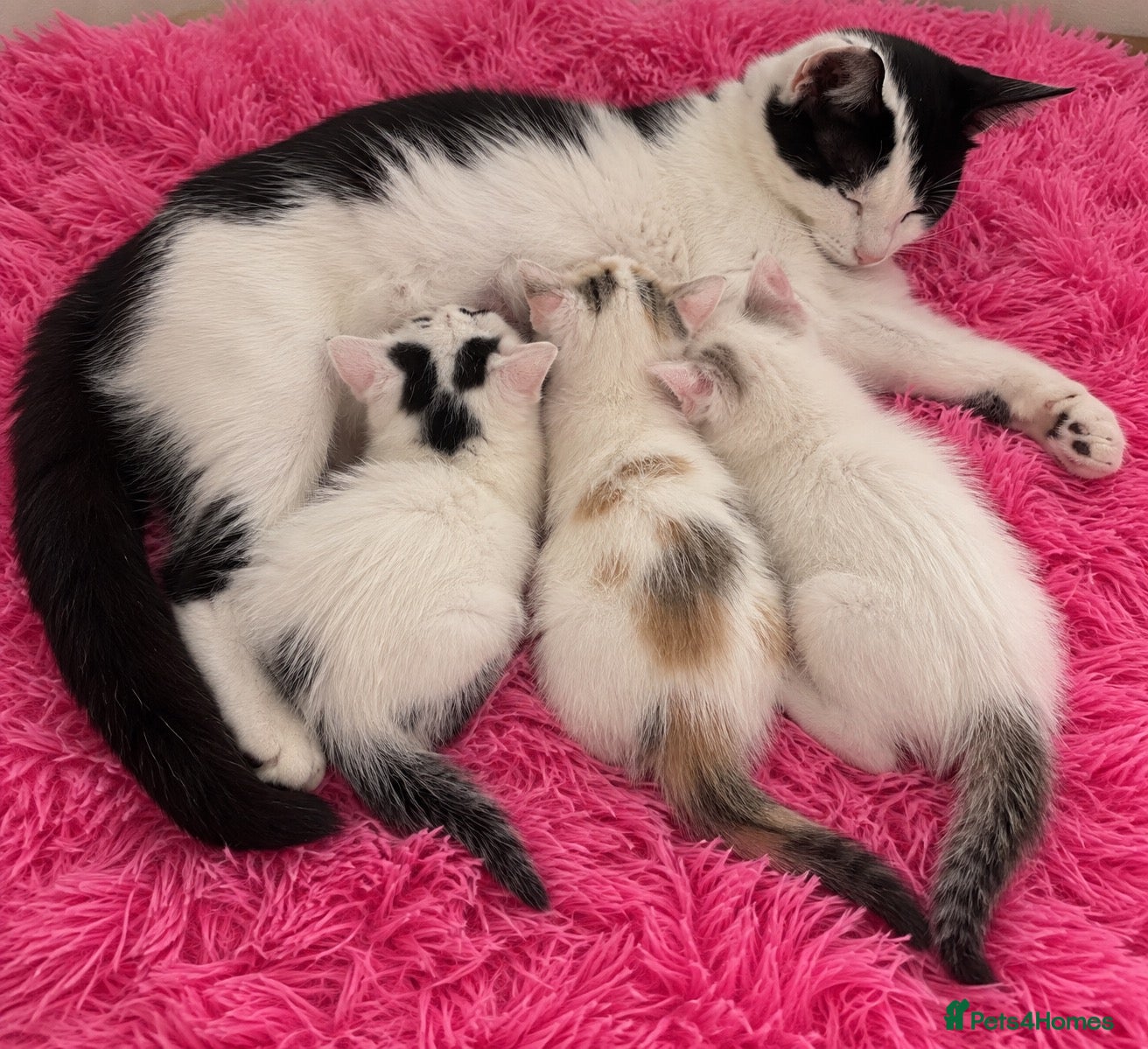 Persian cats 3 beautiful half Persian kittens left for sale!! - Advert 1