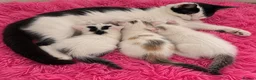 Persian cats for sale: 3 beautiful half Persian kittens left for sale!! - Advert 1