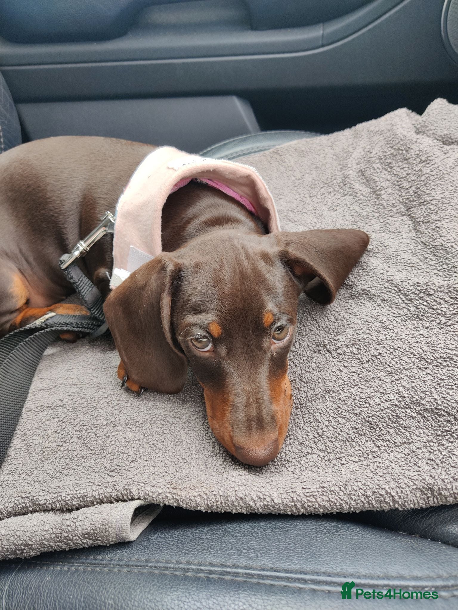 Miniature Dachshund dogs for sale: Only 1 female puppy left now  - Advert 1