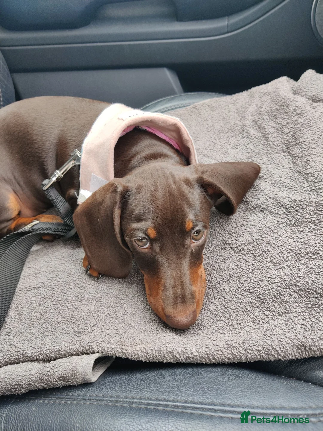 Miniature Dachshund dogs for sale: Only 1 female puppy left now  - Advert 1