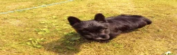 Scottish Terrier dogs for sale: Scottish terrier puppies in Brecon - Advert 4