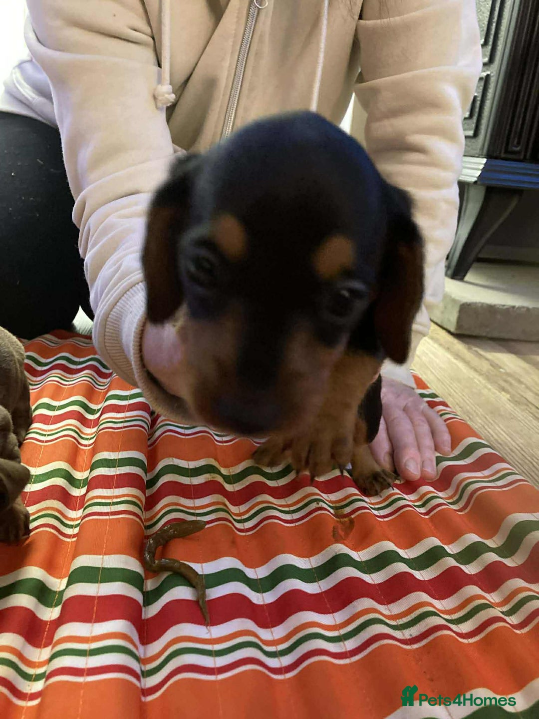 Miniature Dachshund dogs for sale: Miniature daschund puppies  - Advert 7