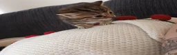 British Shorthair cats for sale: Kittens ready to leave  in Grimsby - Advert 3