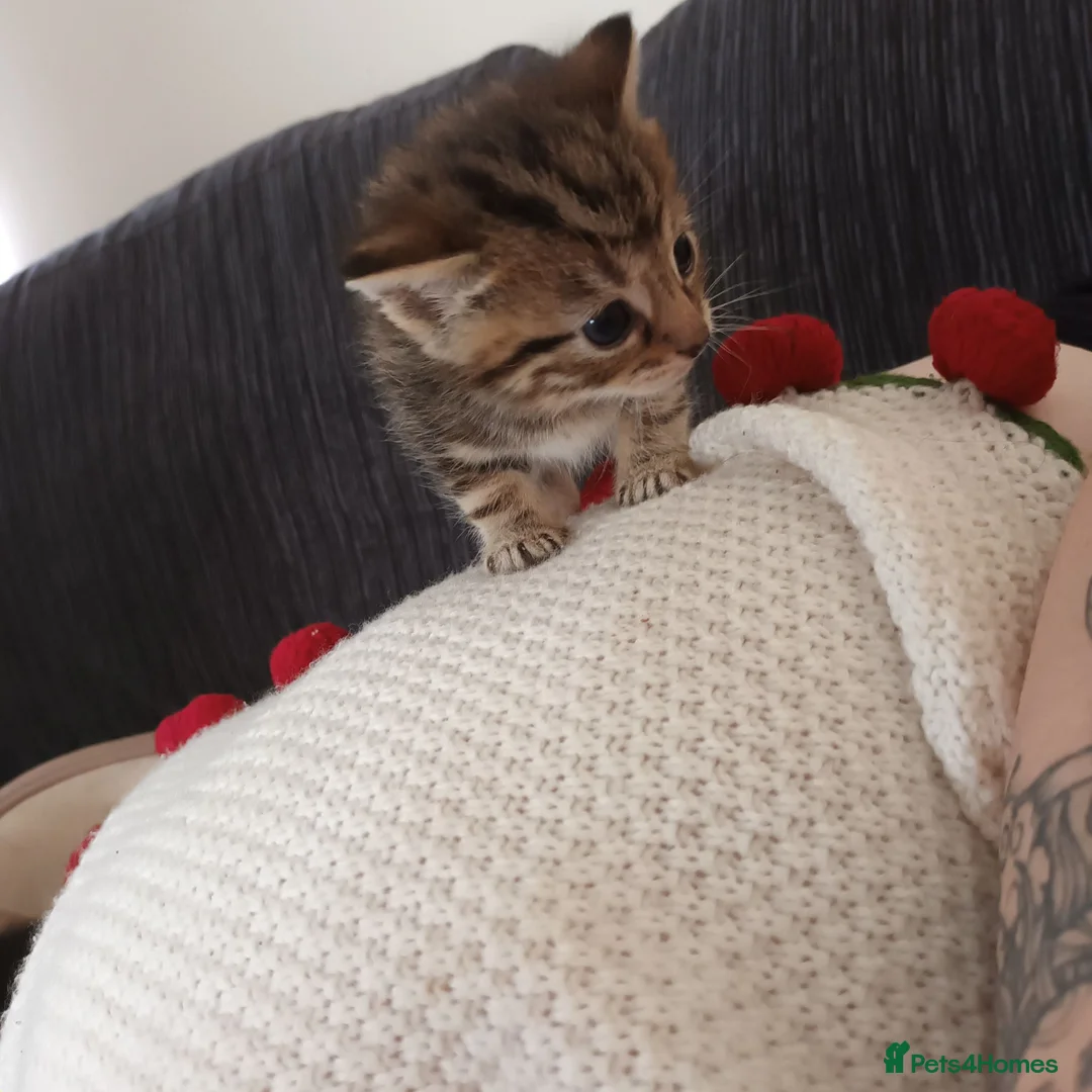 British Shorthair cats for sale: Kittens ready to leave  in Grimsby - Advert 3
