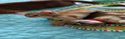Abyssinian cats for sale: Abyssinian kittens  - Advert 19
