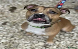 Staffordshire Bull Terrier dogs for adoption: Runt  - Image 6