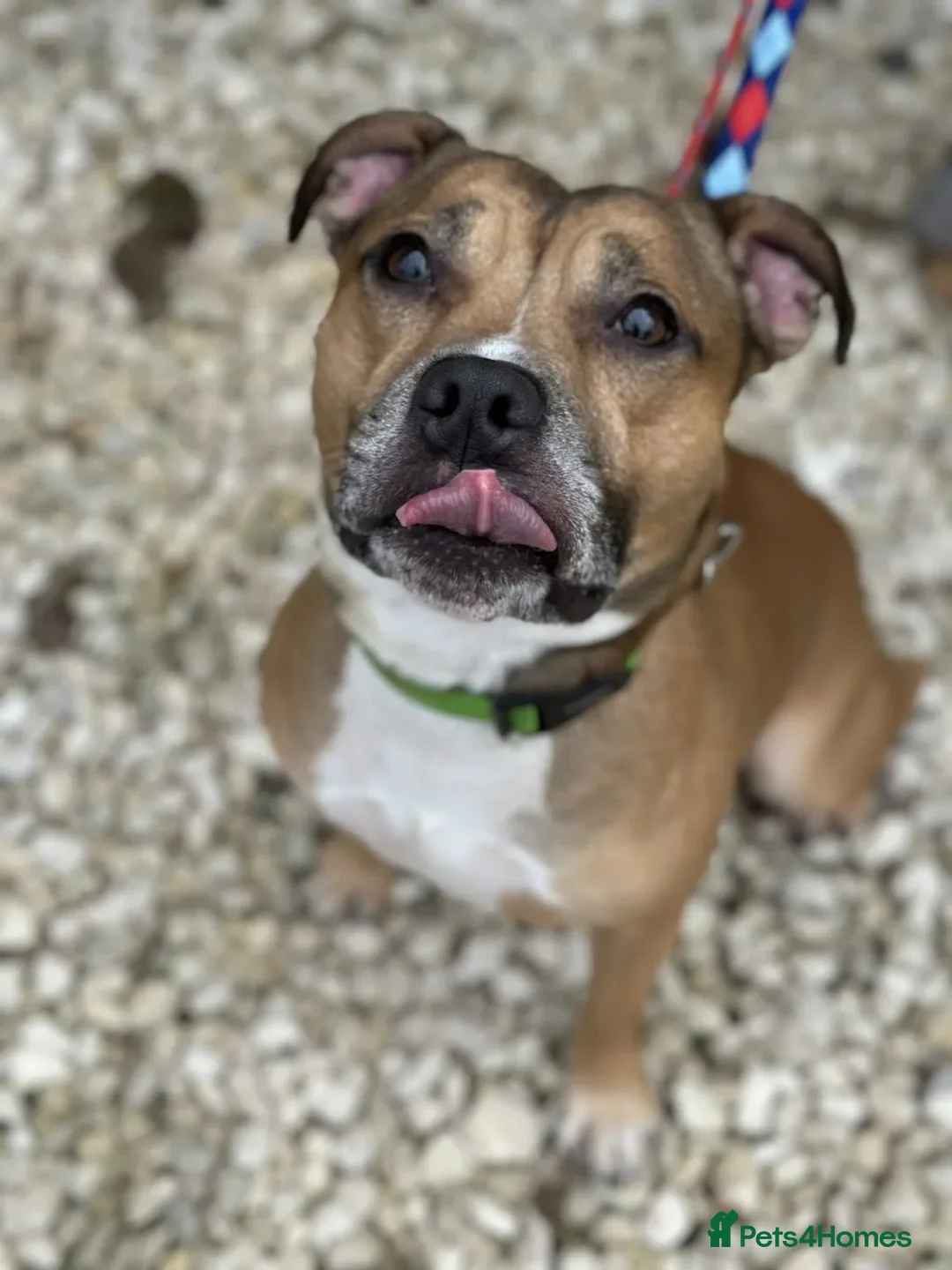 Staffordshire Bull Terrier dogs for adoption: Runt  - Image 6