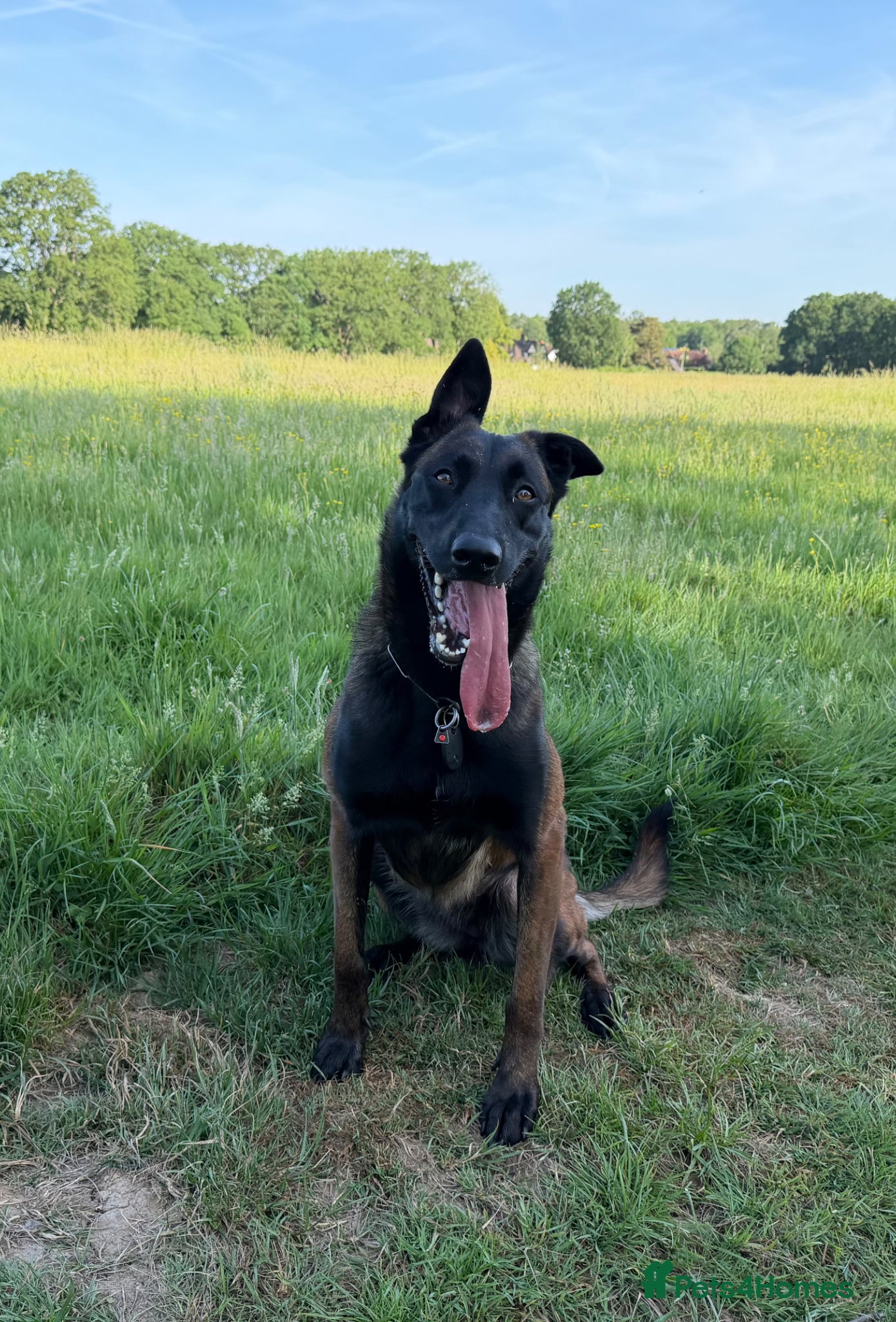 Belgian Shepherd Dog dogs FCI Female Family Protection Dog for Sale - Advert 5