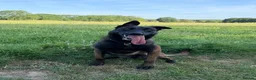 Belgian Shepherd Dog dogs for sale: FCI Female Family Protection Dog for Sale in Leatherhead - Advert 1