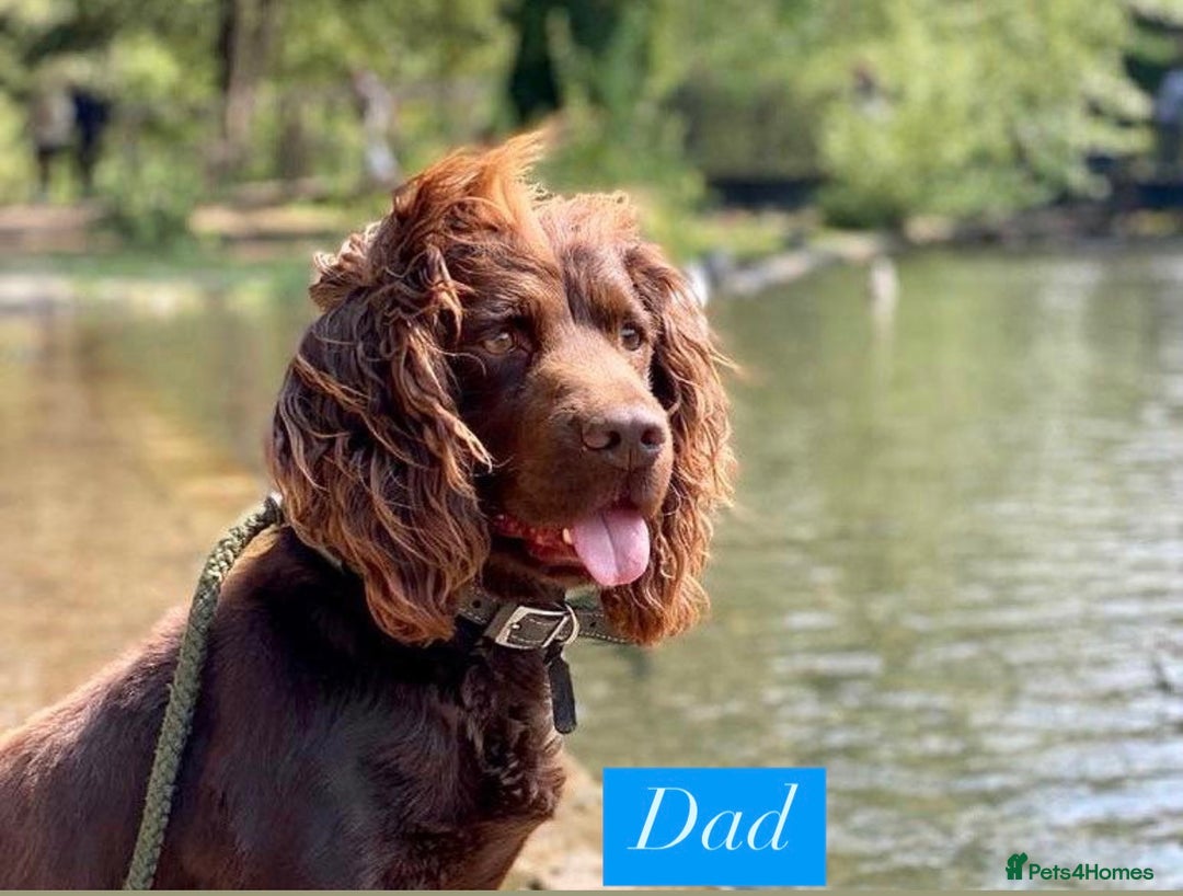 Sprocker dogs for sale: Last 2 girls available chocolate Sprockers - Image 16