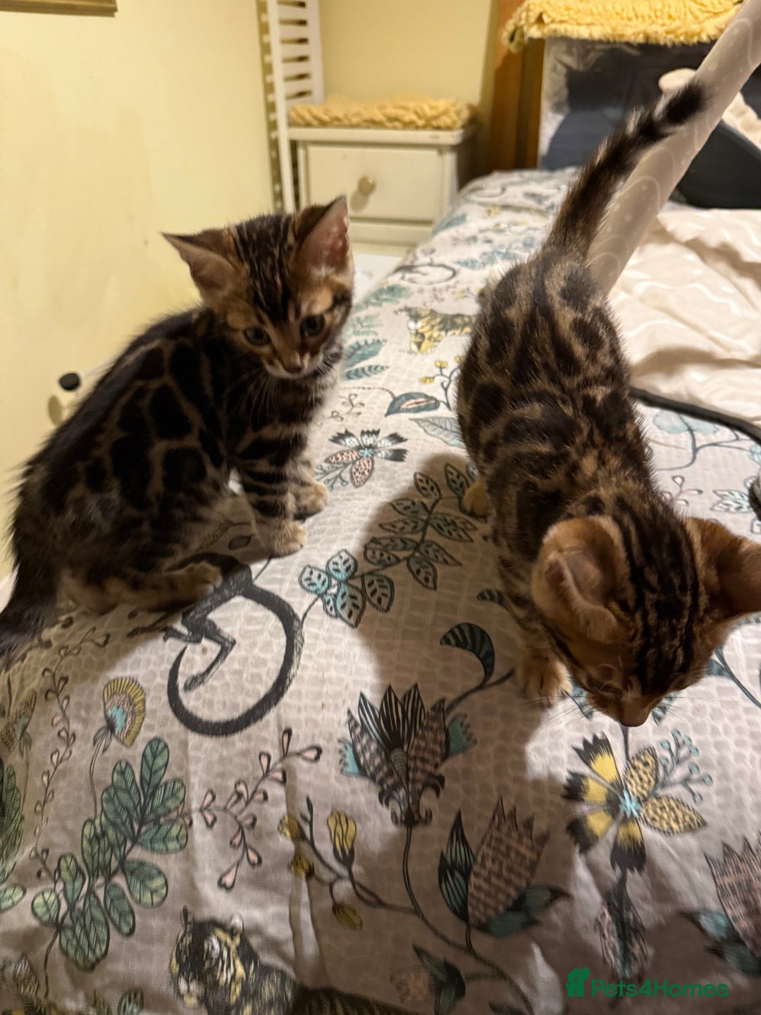 Bengal cats for sale: Pedigree TICA reg 🐾 Bengal Kittens 🐱  - Advert 13