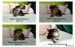 Maine Coon cats for sale: Gorgeous Black & Black Smoke kittens TICA parents - Image 2