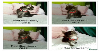 Maine Coon cats - Advert 6