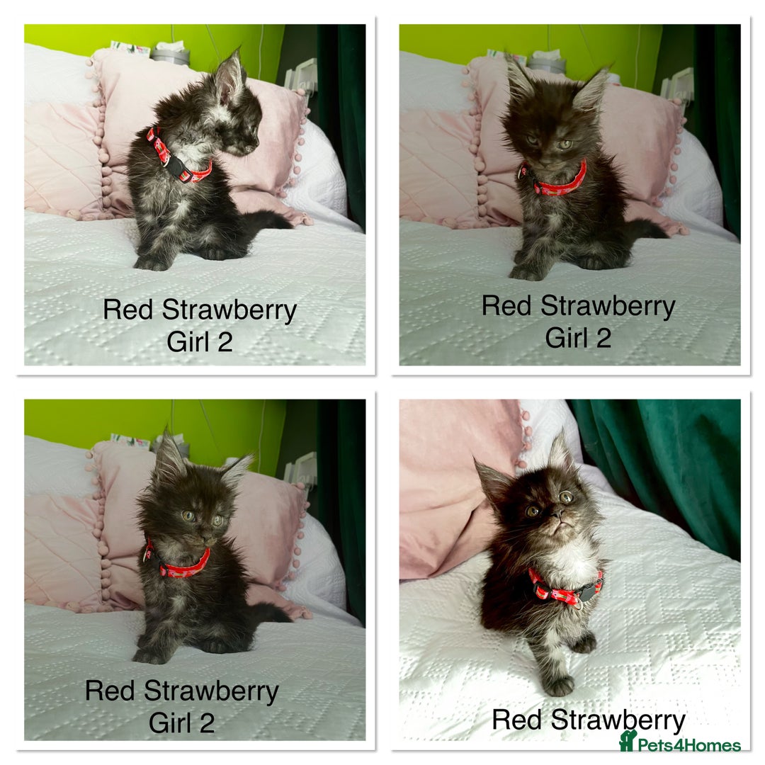 Maine Coon cats for sale: Gorgeous Black & Black Smoke kittens TICA parents - Image 2