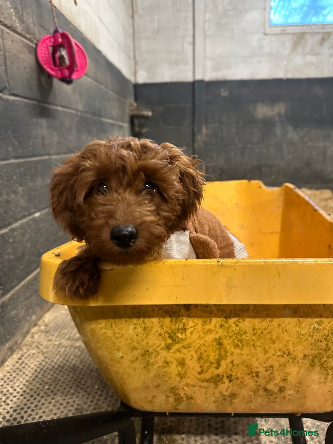 Goldendoodle dogs for sale: Lovely  male golden doodle  - Image 4