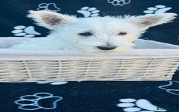 West Highland Terrier dogs for sale: West White Terrier  - Image 7