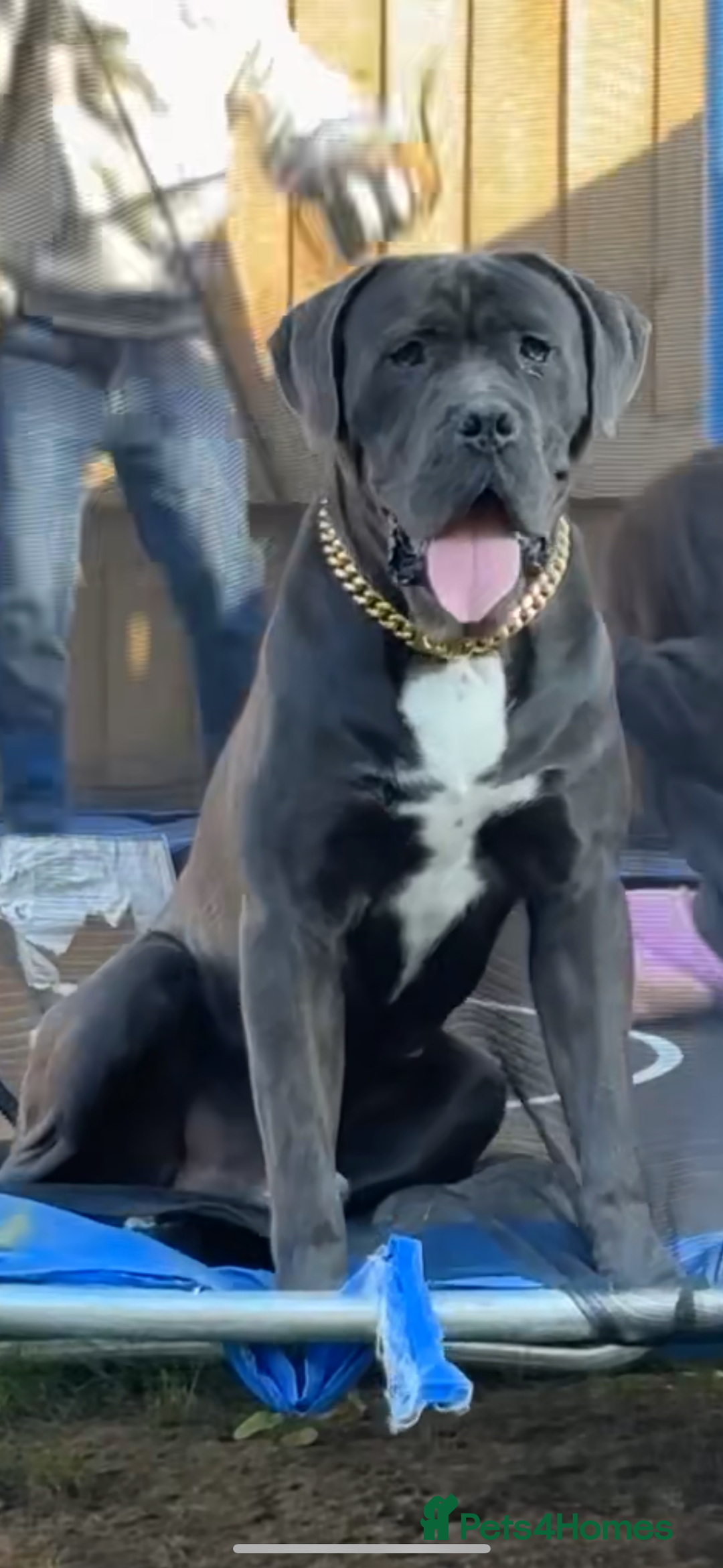 Cane Corso dogs for sale: Male cane corso - Image 1