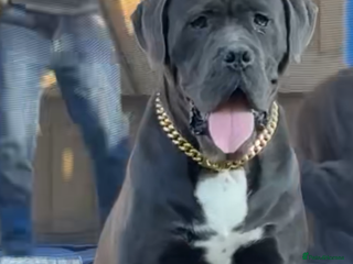 Cane Corso dogs for sale - Advert 1
