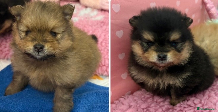 Pomeranian dogs Rkc Pomeranian Puppys looking for 5* homes - Advert 15