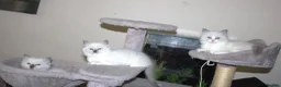 Ragdoll cats for sale: Beautiful Ragdoll kittens in Loughton - Advert 19